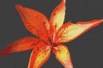 Tiger Lily (image for) Tiger Lily